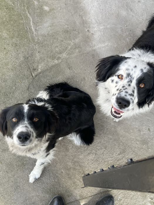 Заберите приютите