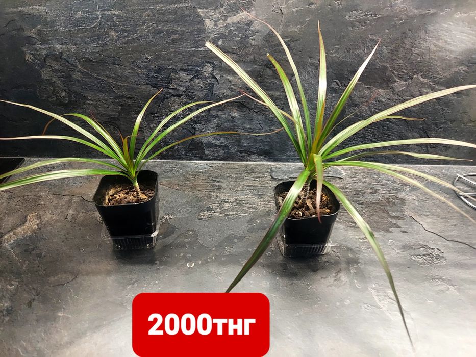 Продам драцену 2000тнг