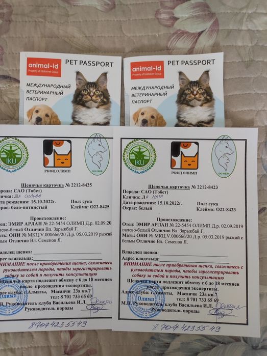 Супер Щенки САО!