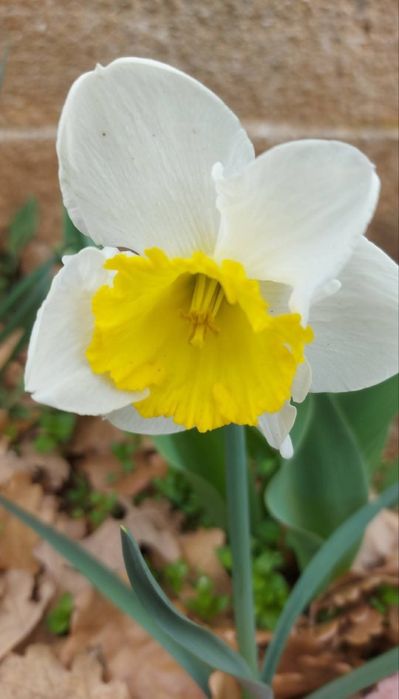 Цветя за балкона и градината. Цена от 0.25-7.50€/бр