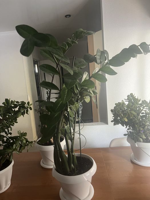 Цветы комнатные большие