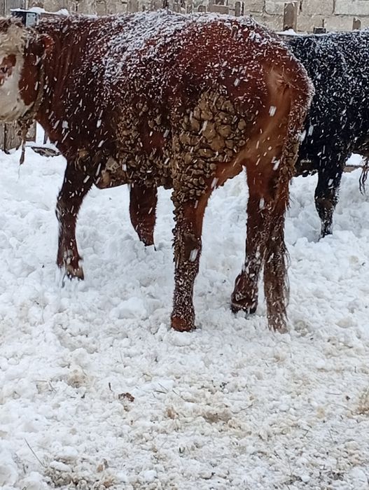 Продам бычок 2-х летка