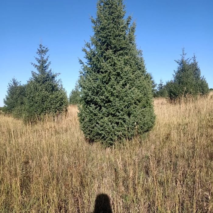 Сосна, Тянь-Шаньская ель