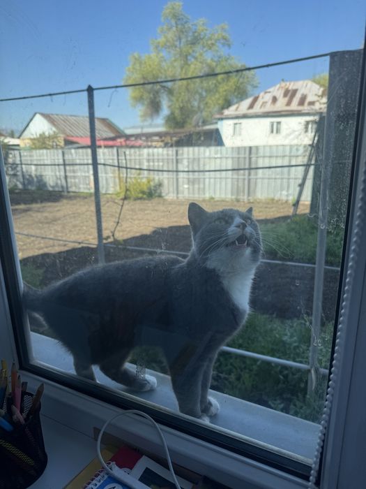 Отдам кота потеряшку