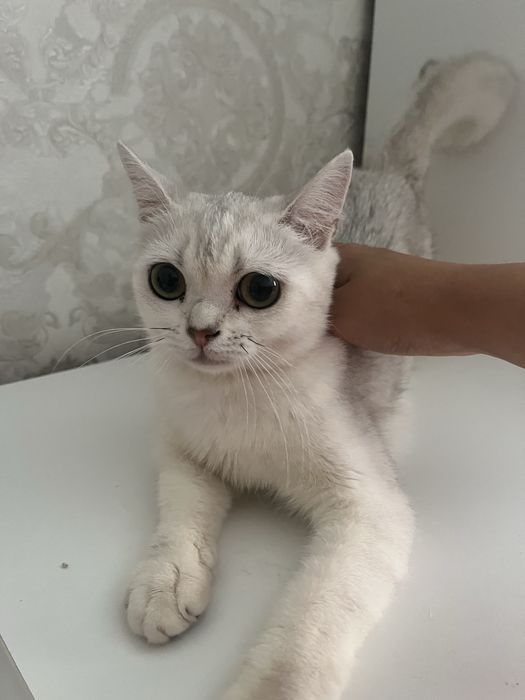 Кошка шиншила девочка