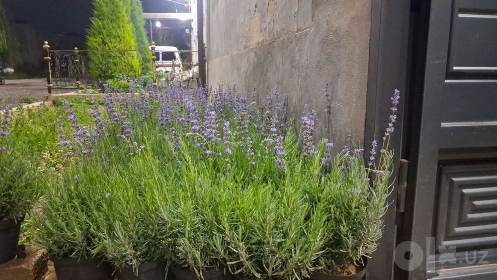 Lavanda guli sotuvda
