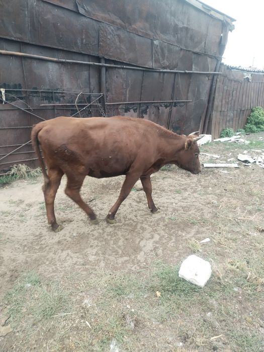 Срочно продам скот