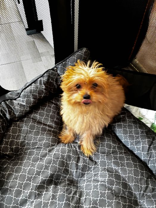 Женска  Кръстоска между пудел и померан