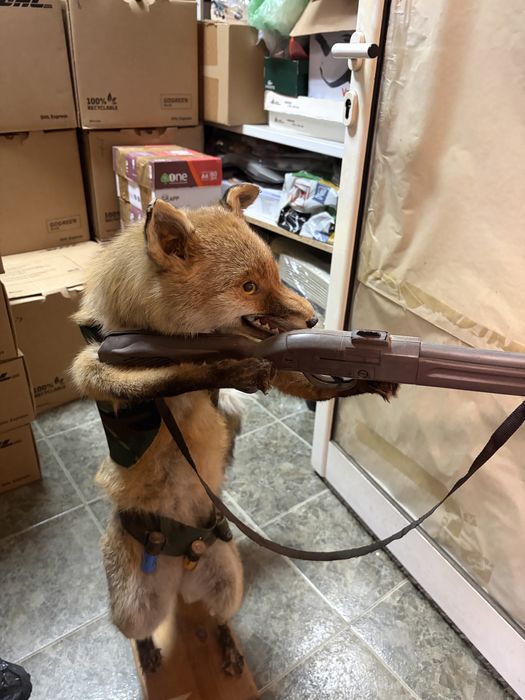 Препарирана лисица