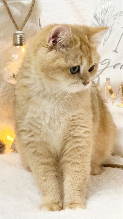 Зрлотая шиншилла