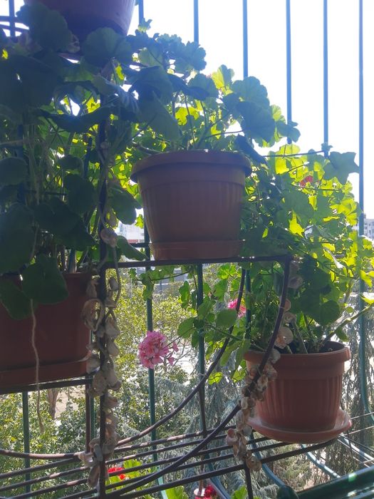 Мебел,Цветарник за дома.НАМАЛЕНИЕ 199лв