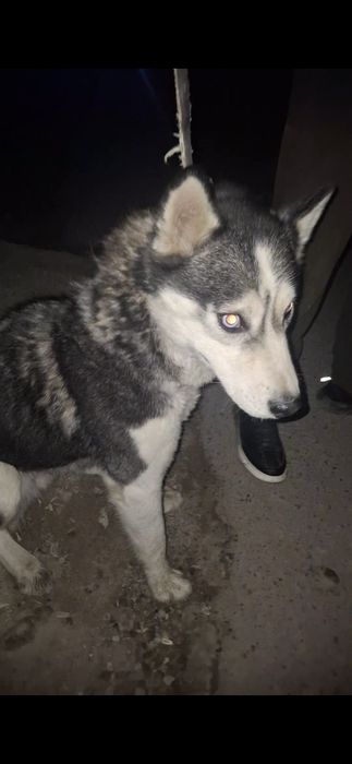 Хатико сабака прадаеотся