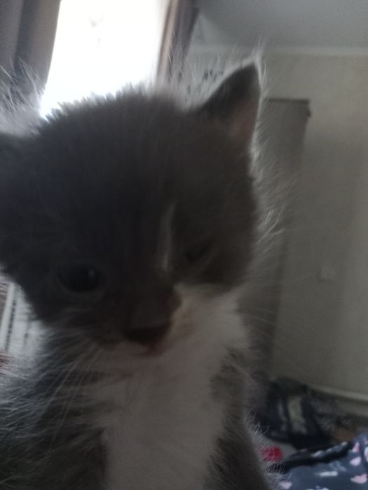 Мила котик гарантия