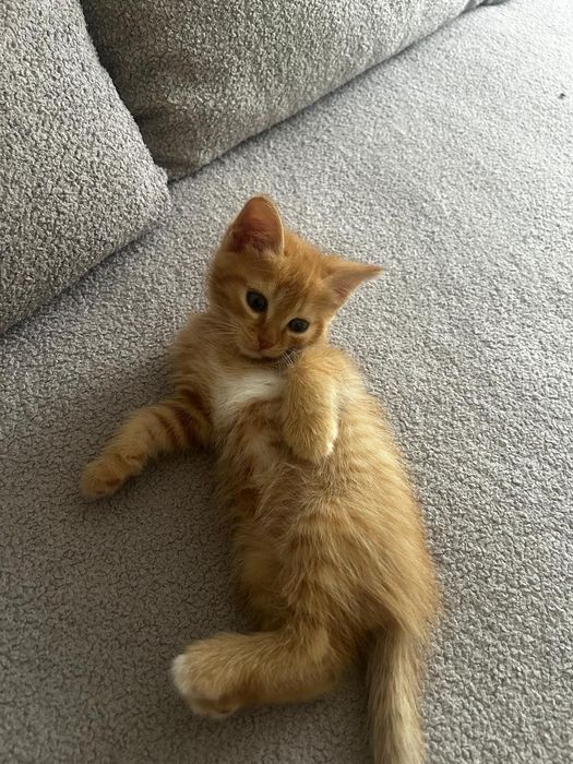 Отдам котят в хорошего руки
