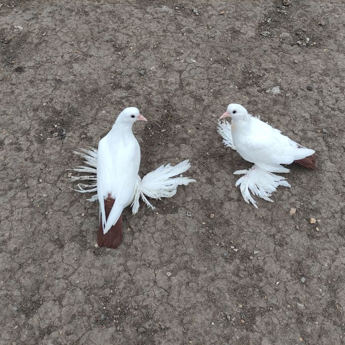 Голуби домашние персы