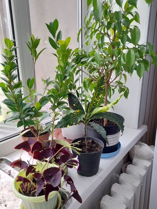 Цветы комнатные  разное