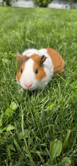 Морская свинка 3 месяца