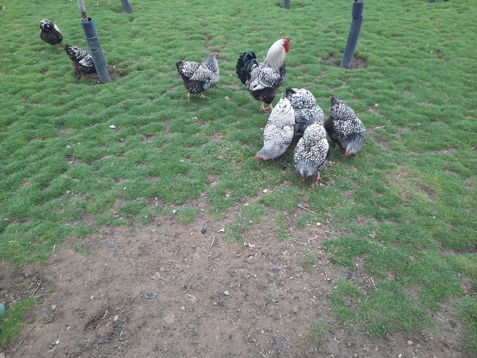 Ouă pentru incubat de la găini wyandotte( găinile nu sunt de vînzare)