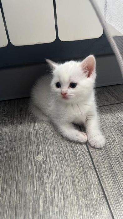 Котята вислоухые по два месяца