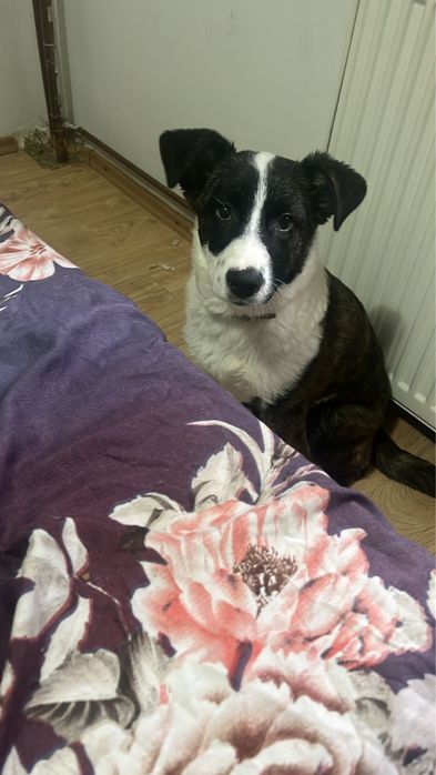 Donez Metis BorderColie