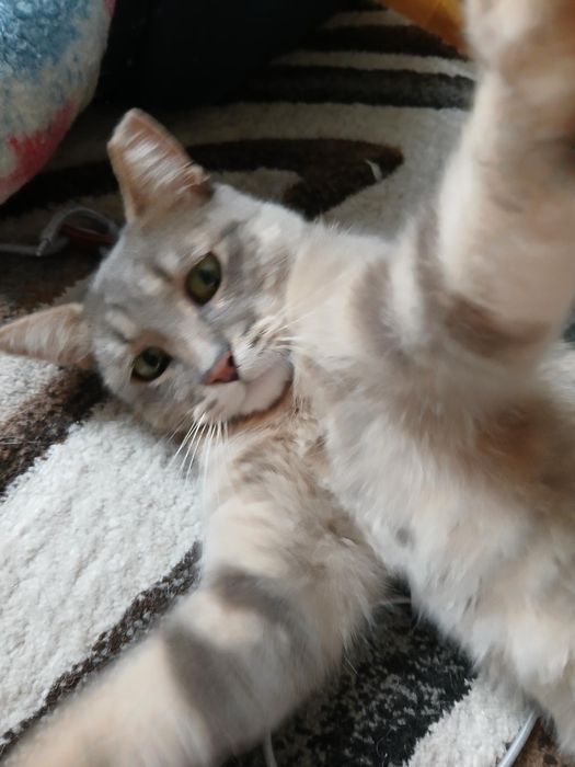 Подарявам котка - Синьо Таби, женска, кастрирана