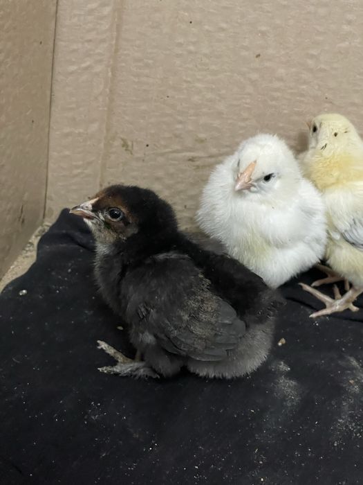 Крупные недельные цыплята