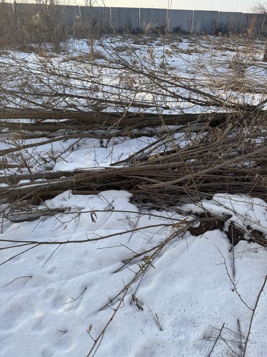 Карагач дрова продам