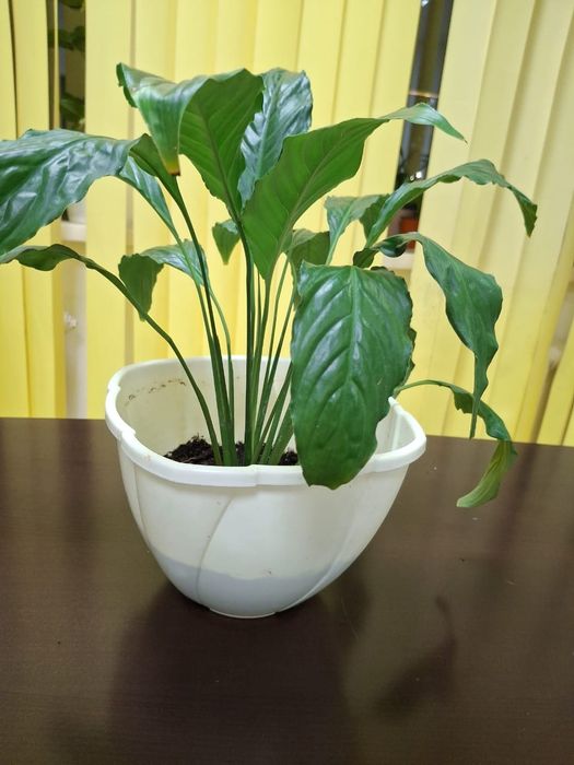 Цветы комнатные  адаптированные