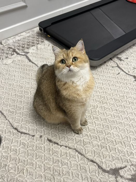 Скоттиш фолд мальчик кастрирован 7 лет