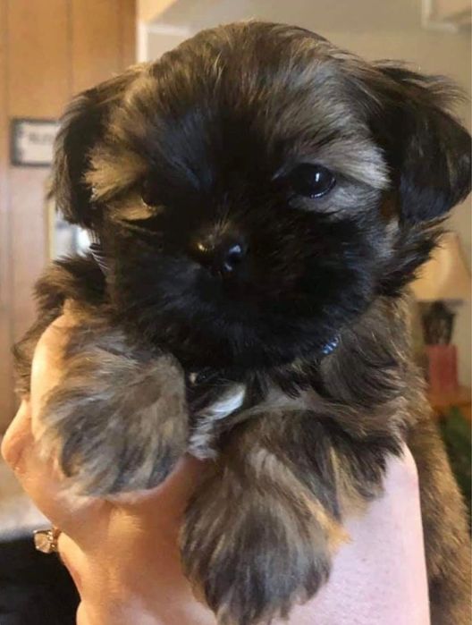 Mascul shih-tzu sitzu