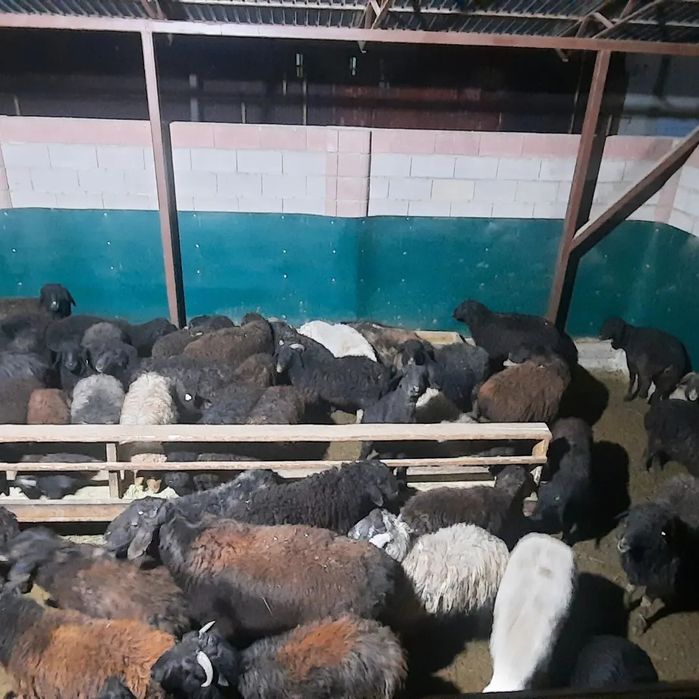 семиз кой токты тусак кошкар