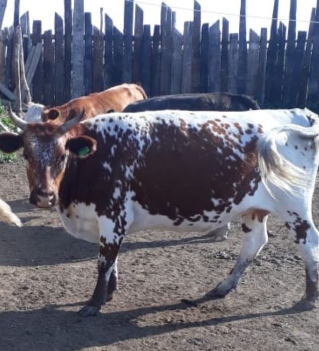 Сиыр етке , соғым, Ұрғашы 4 жаста