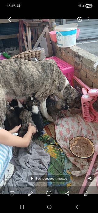 Щенки алабая 1 месяц