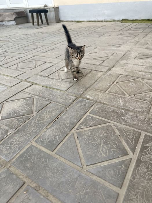 Котята на добрых руках