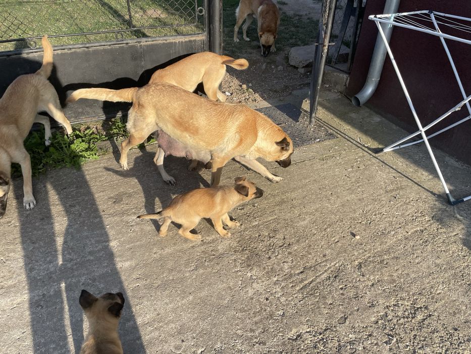 Catelusi Malinois,spre adoptie!