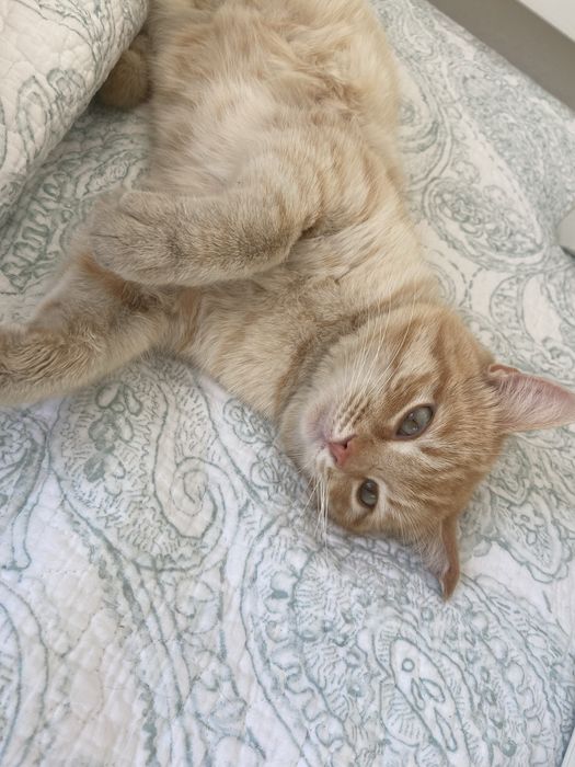 Котик Рыжик ищет дом