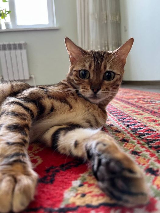 Бенгальская кошка