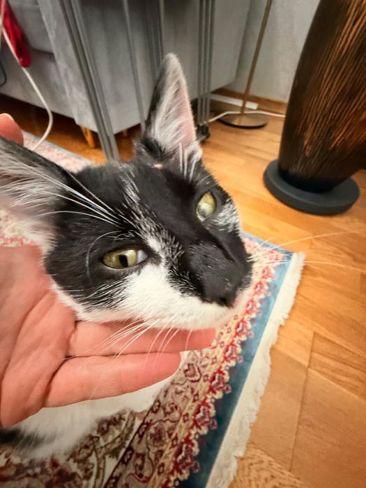 Donez pisica mascul 7-8 luni Bucuresti, Ilfov sau Constanta