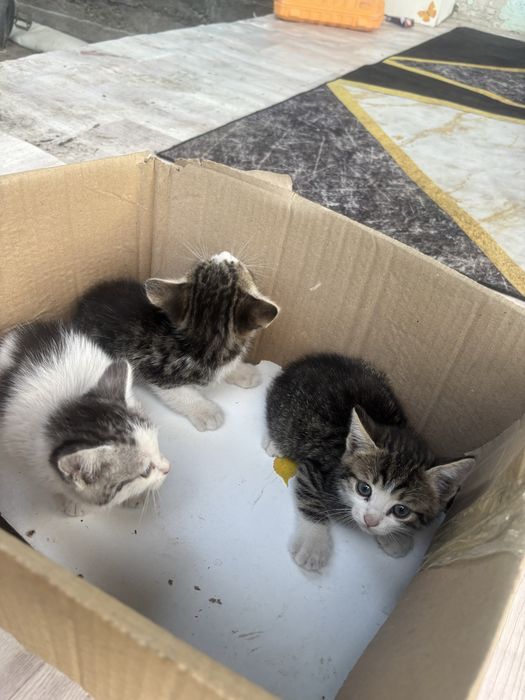 Продам 3 котят за 10 000