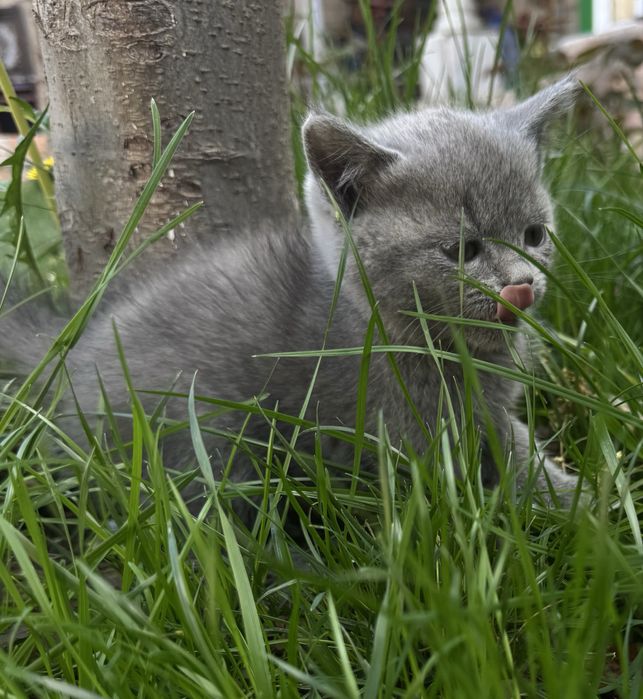 Продаются котята 2мес.