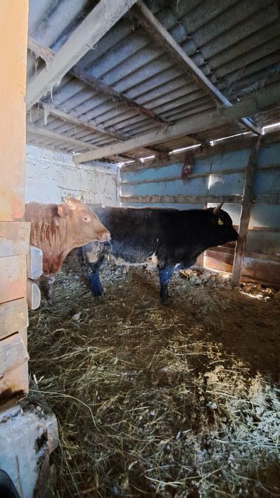 Продам 2 бычков на мясо или развод