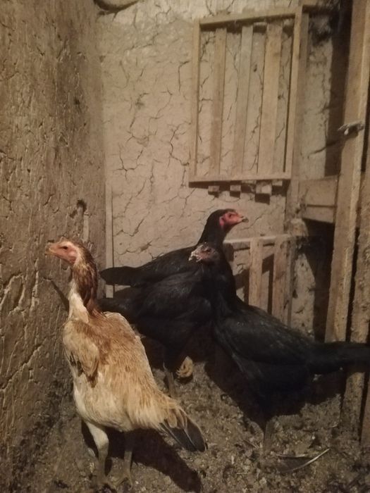 Продаются бойцовые молодки