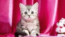 Котята мраморные