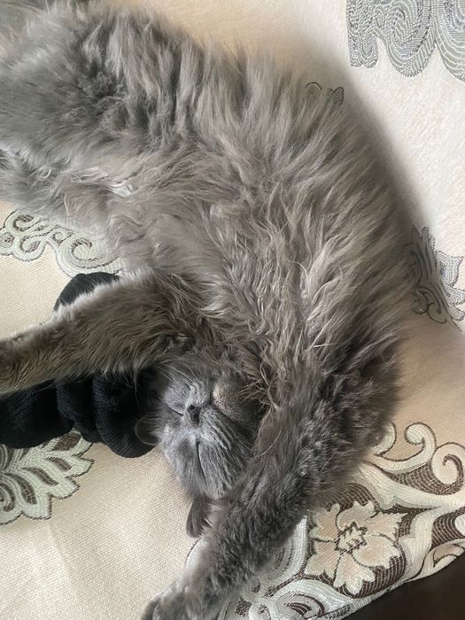 Отдам хорошие руки