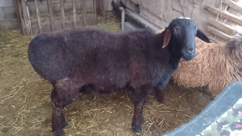 Гиссары қошқар 1 жас 10 ай