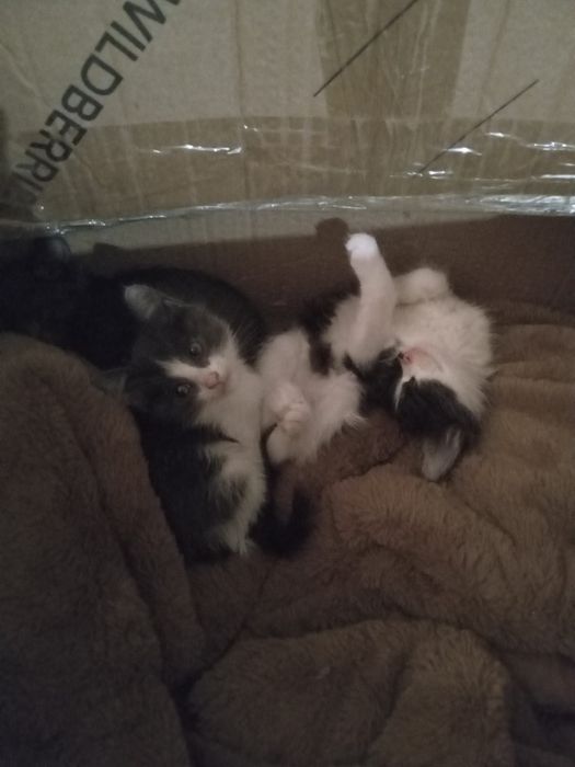 Маргау 2 ай. Адеми, акылды. Туалет биледи.