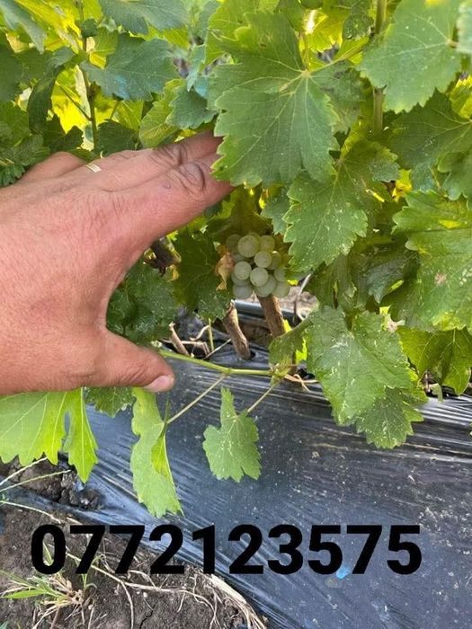 Butași vita de vie altoită și hibrid