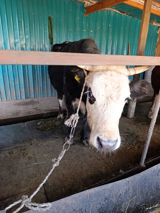 Продам корову с теленком