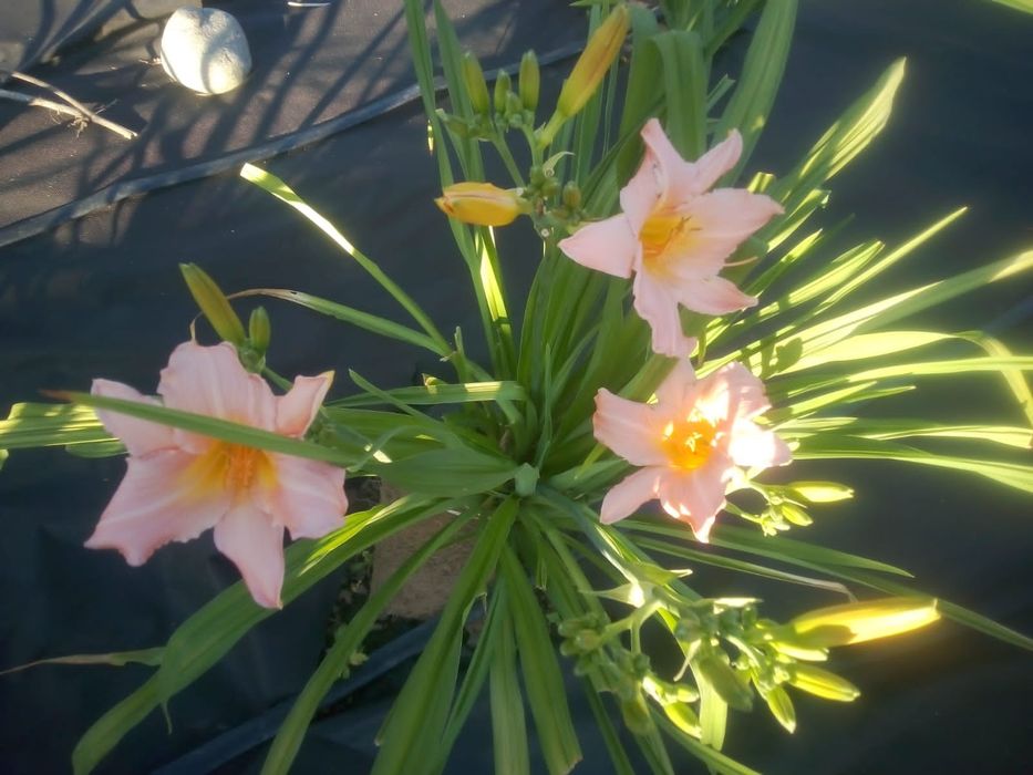 Продаю лилейники дёшево