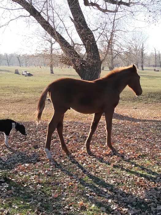 Таза Канды жабагы